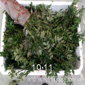 丽江市大红袍花椒苗种植技术种植方法种植技术指导
