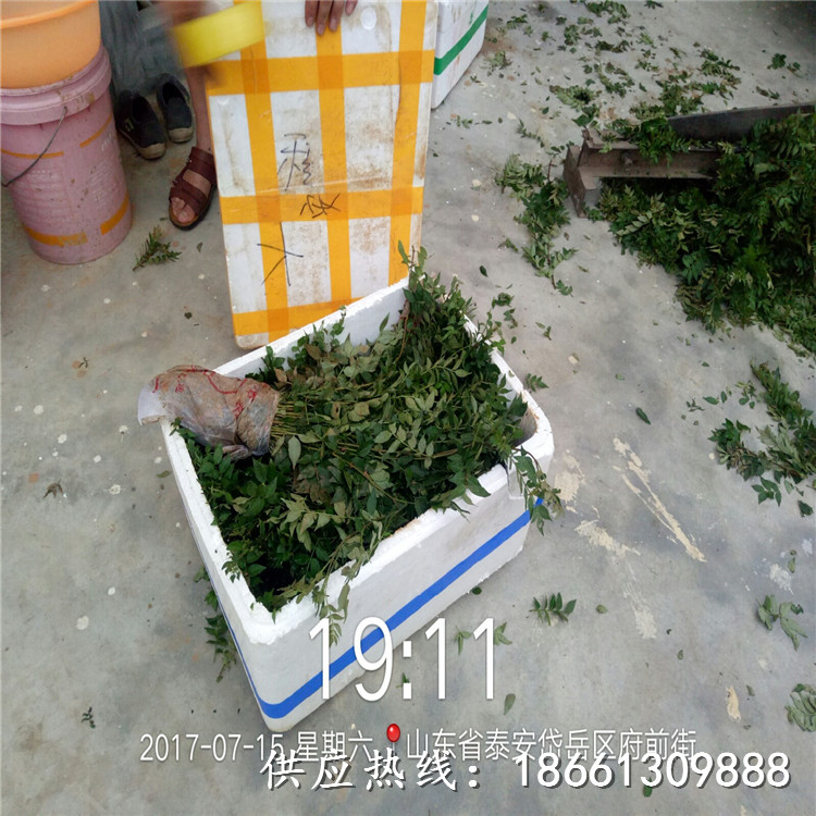 南阳市花椒苗培育种植销售