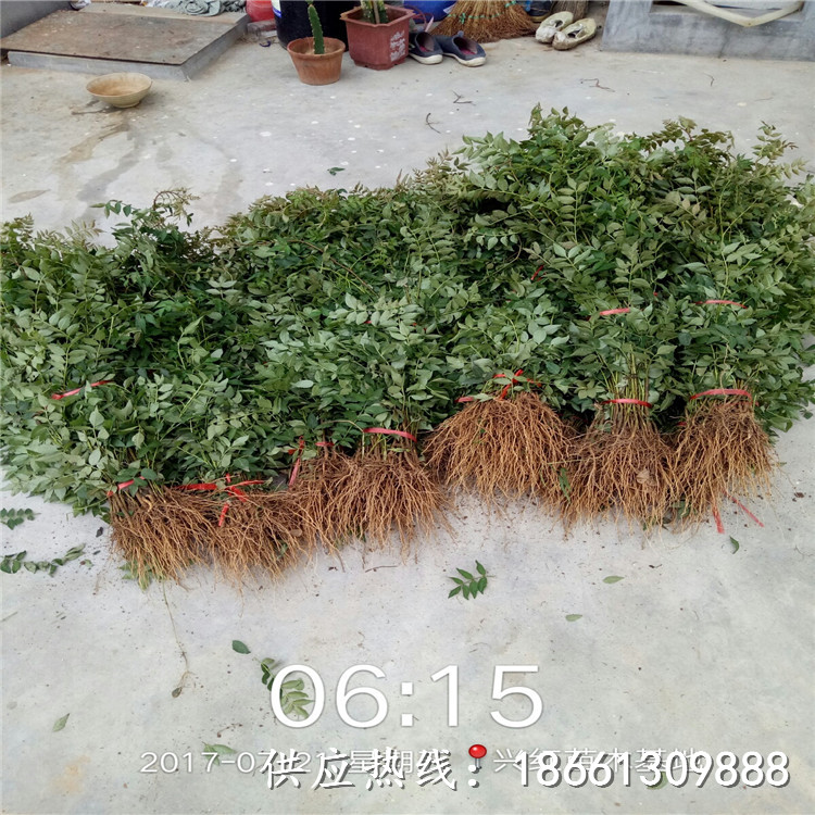 庆阳市无刺大红袍花椒苗培育100棵起售种植技术指导