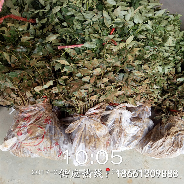 内江市陕西花椒苗价格品种多成活率高好销售