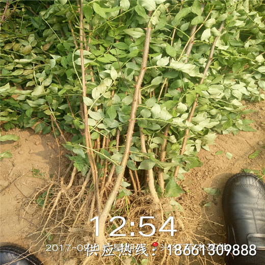 吕梁市花椒苗哪家好什么时候种植好销售