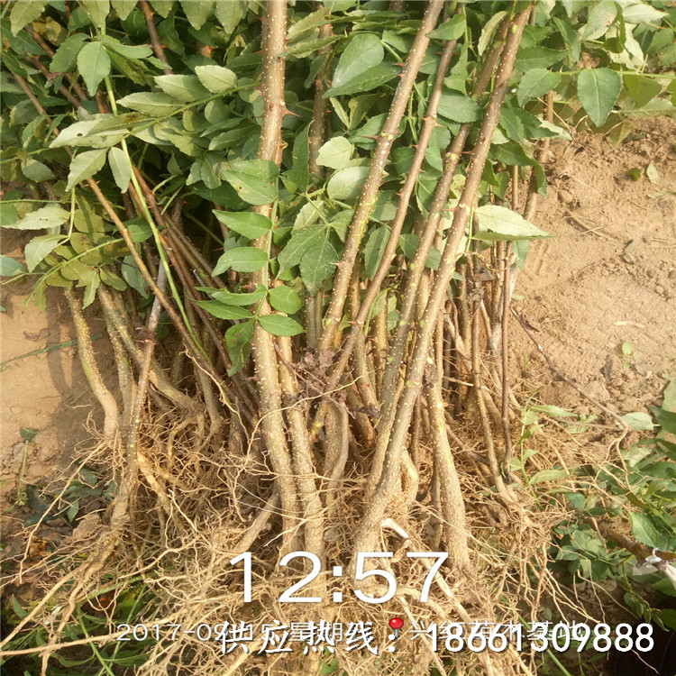 漳州市花椒苗种植几年结果种植技术指导