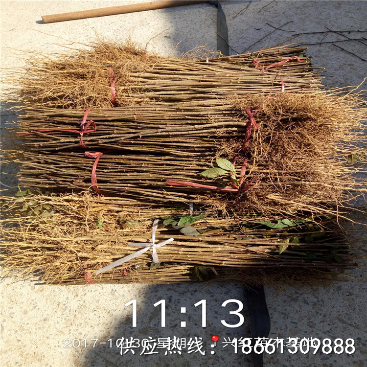 玉溪市花椒苗价格品种假一赔十种植技术指导