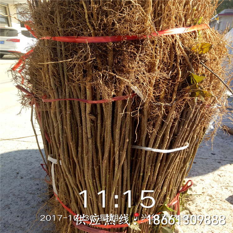天津韩城花椒苗价格高产成活率高种植技术指导