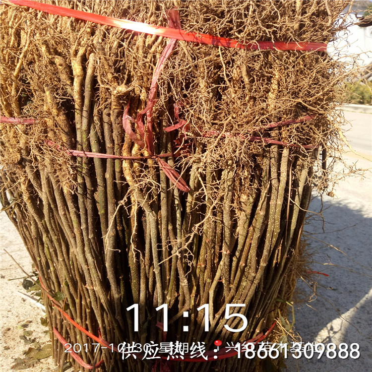 海南省花椒苗的培育品种假一赔十厂家