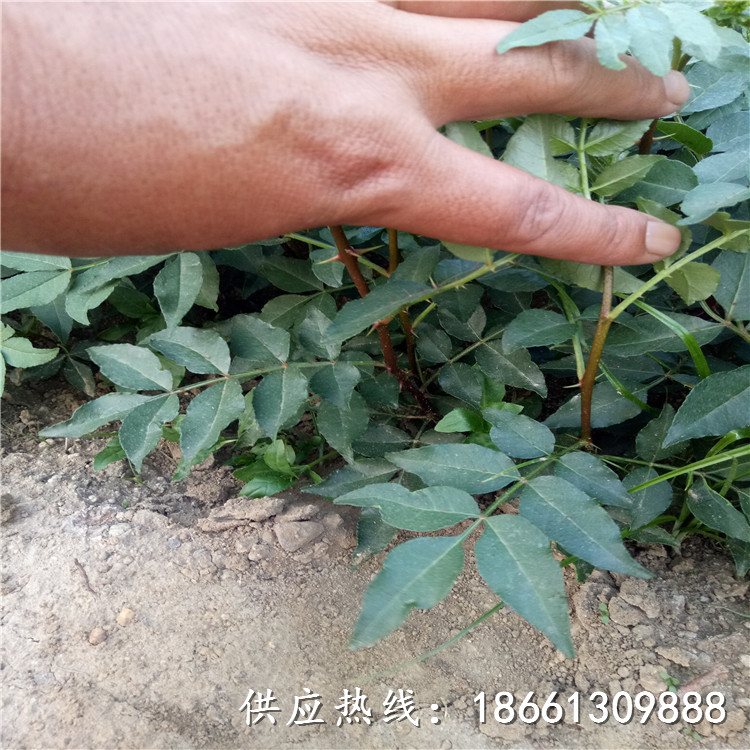 鹤壁市花椒苗图片几年结果种植技术指导