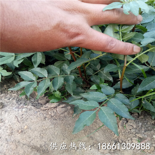 绥化市韩城大红袍花椒苗批发种植示范基地销售