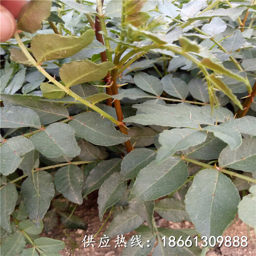 桂林市无刺大红袍花椒苗批发什么时候种植好销售