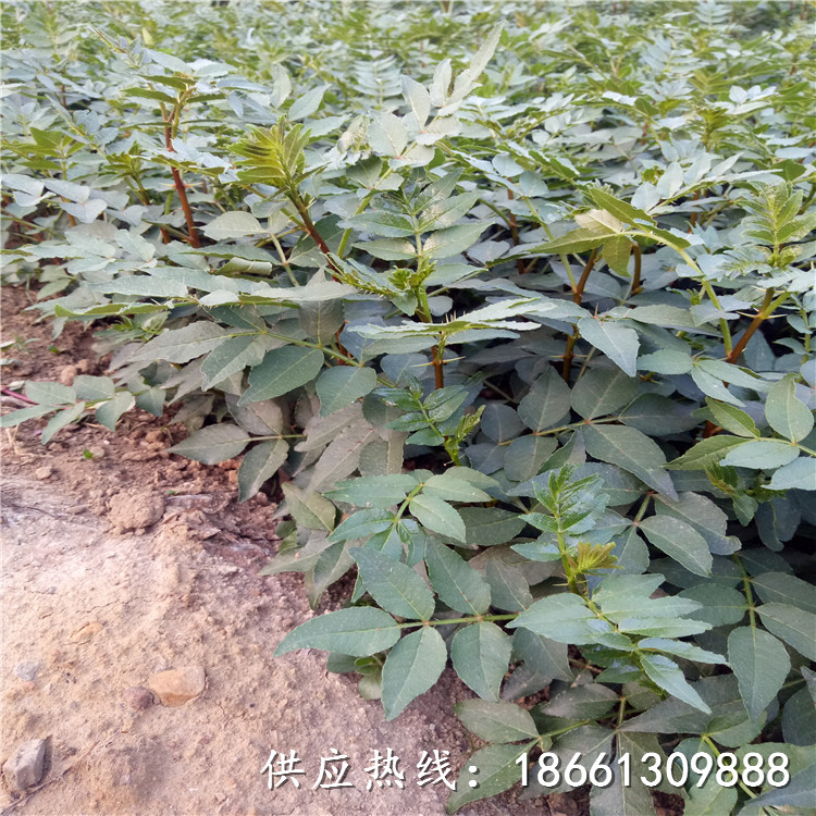 镇江市陕西大红袍花椒苗基地种植示范基地销售