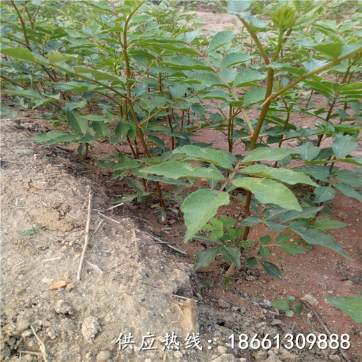 黄南花椒苗批发采购几年结果种植技术指导