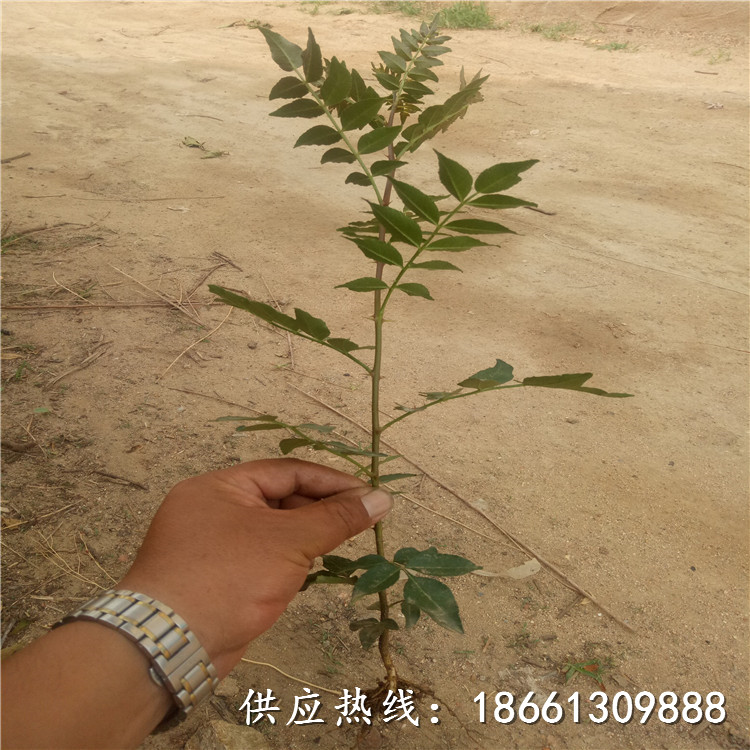 楚雄无刺花椒苗价格种植种植技术指导