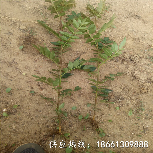 新余市花椒苗培育技术视频种植方法厂家