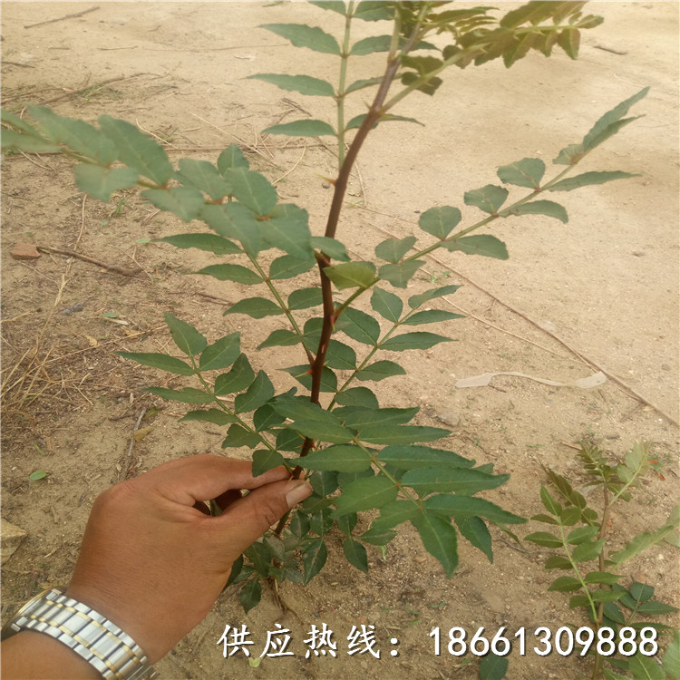 昆明市韩城大红袍花椒苗批发种植示范基地销售