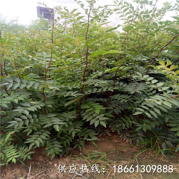 安顺市陕西无刺花椒苗批发种植方法种植技术指导