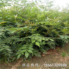 广安市花椒苗木价格几年结果种植技术指导