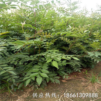 丽江市大红袍花椒苗种植技术抢购厂家