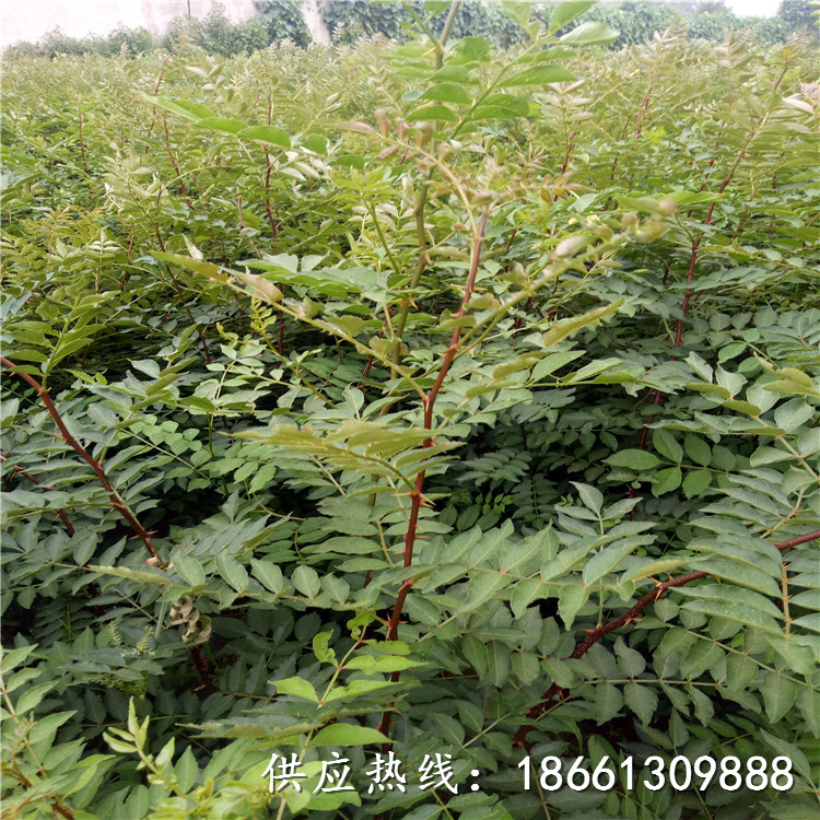黄南花椒苗批发采购几年结果种植技术指导