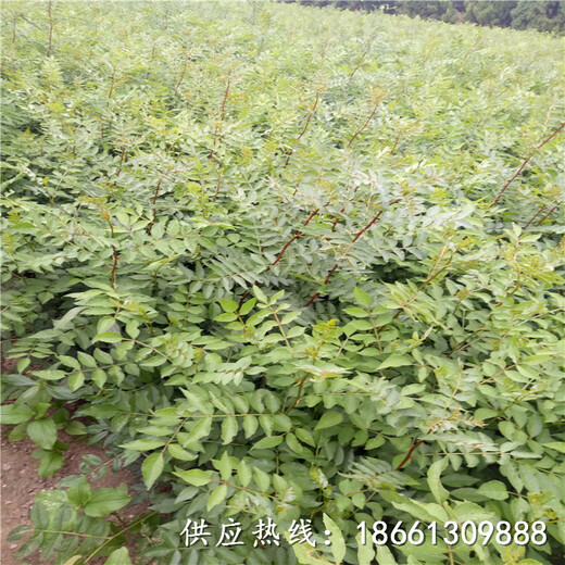 茂名市无刺大红袍花椒苗基地一棵多少钱种植技术指导