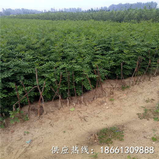 衢州市花椒苗图片种植方法种植技术指导