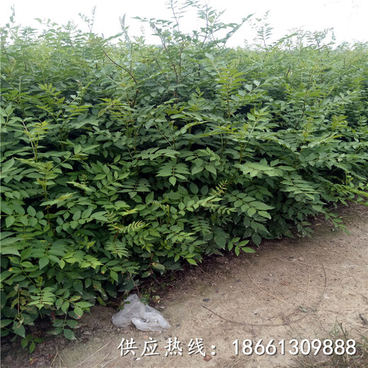 汉中市花椒苗培育技术视频种植示范基地销售
