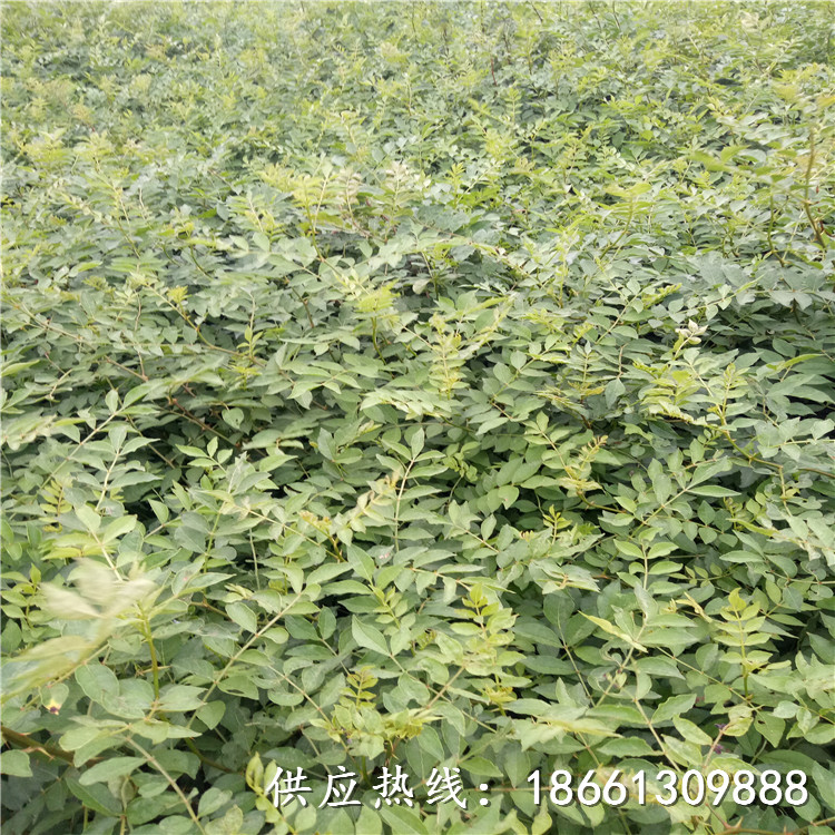 湖北省花椒苗出售种植示范基地厂家