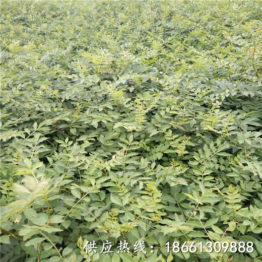 綿陽市花椒苗培育方法種植技術(shù)指導(dǎo)銷售