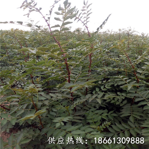 枣庄市花椒苗采购投标文件范本超厂家种植技术指导
