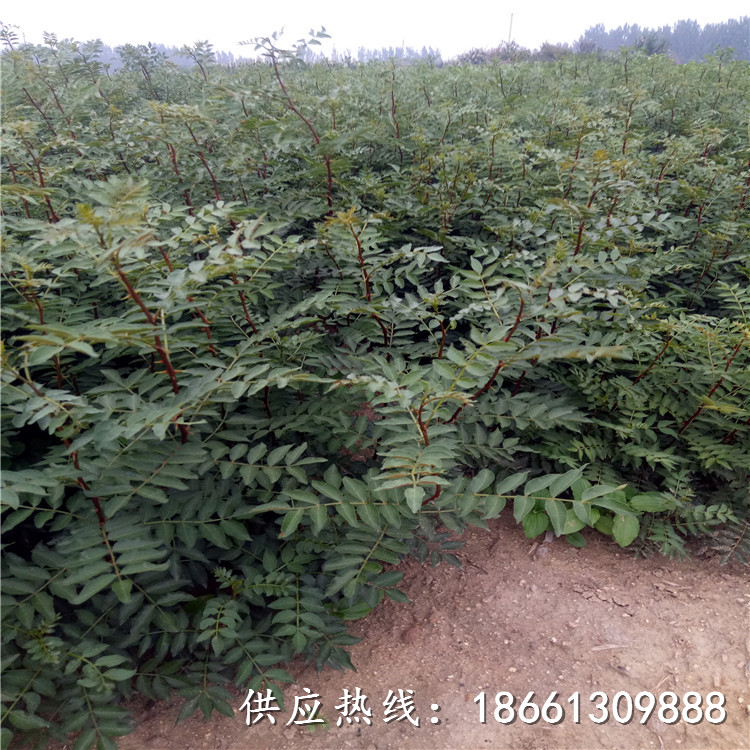 丽江市大红袍花椒苗种植技术哪里有售种植技术指导