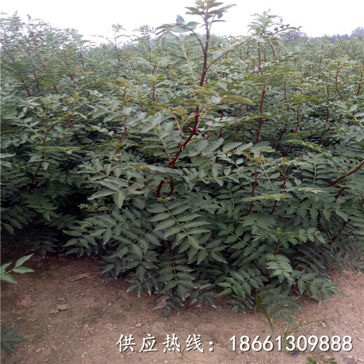 沈阳市花椒苗二甲戊灵品种假一赔十种植技术指导