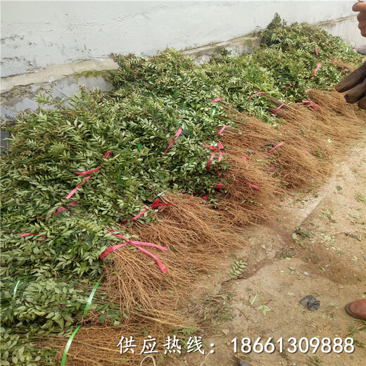 上海花椒苗采购投标文件什么时候种植好厂家