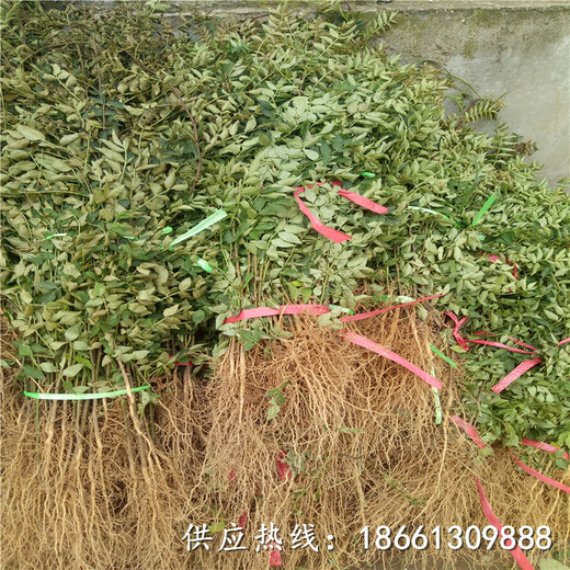 东莞市遵义花椒苗种植技术指导销售