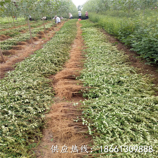 湖北省花椒苗出售种植示范基地厂家