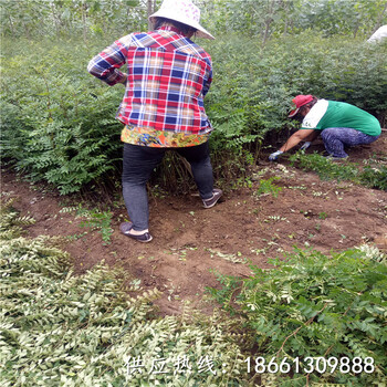 甘南花椒苗出售1棵多少价格基地