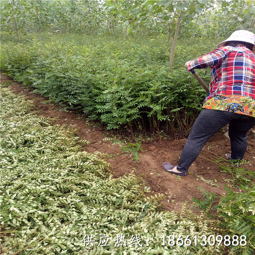 宝鸡市花椒苗出售品种多成活率好基地