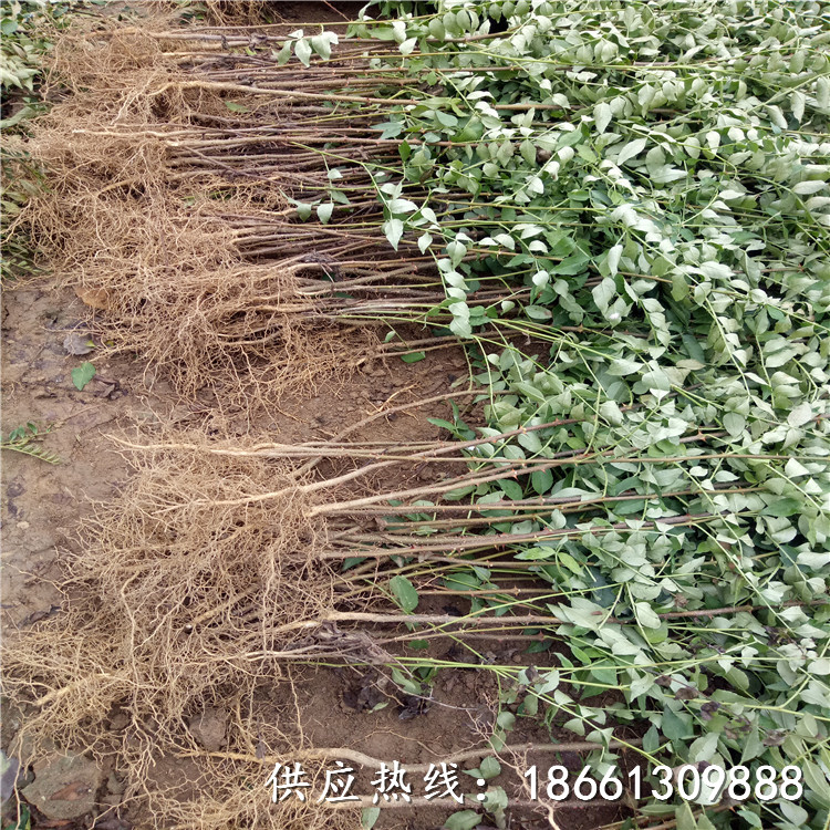 陇南市花椒苗种植时间品种多成活率高好基地