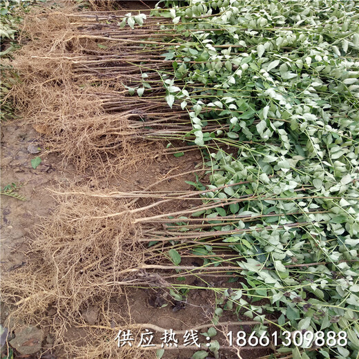 陇南市花椒苗种植时间品种多成活率好基地