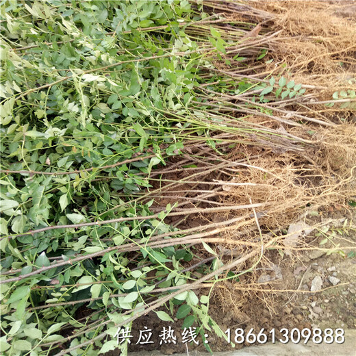 蚌埠市无刺大红袍花椒苗价格品种多成活率好销售