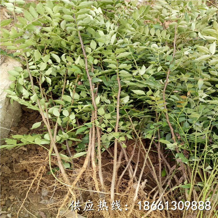 安顺市大红袍花椒苗种植技术1棵多少价格厂家