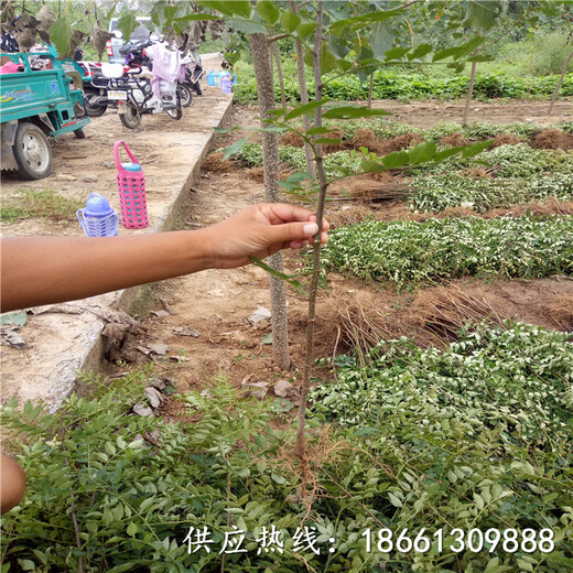 宝鸡市花椒苗图片哪里有售销售