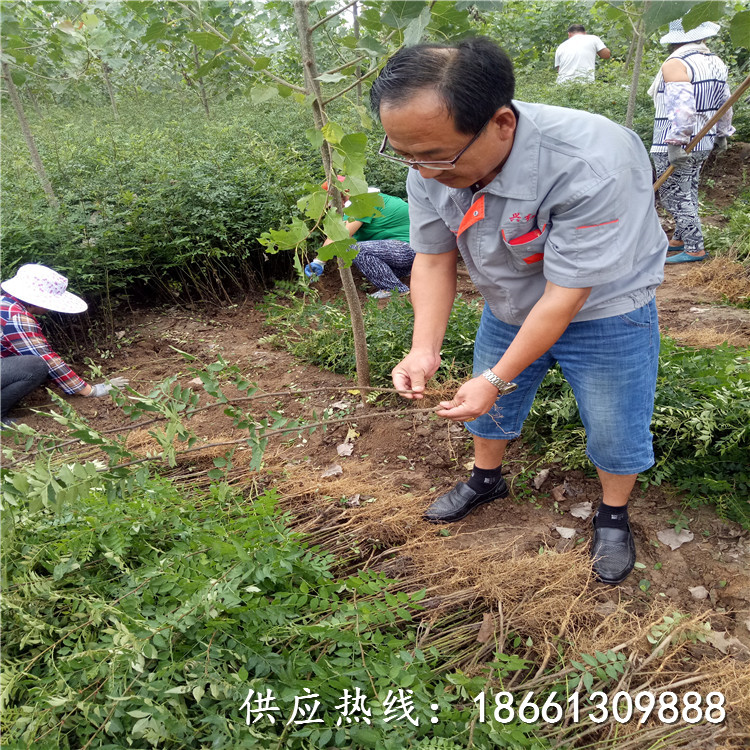 丽江市大红袍花椒苗种植技术厂家
