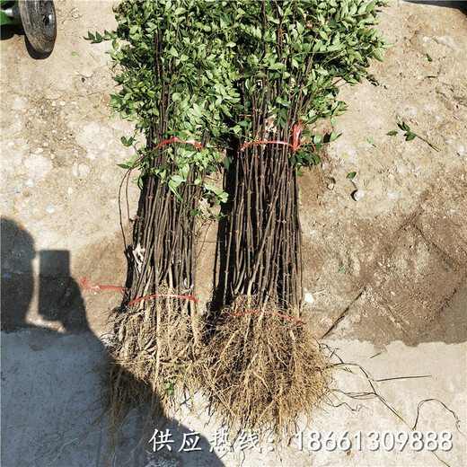 广州市青花椒苗价格种植技术指导种植技术指导