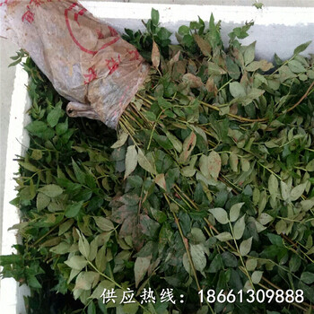 金昌市陕西花椒苗批发种植示范基地销售