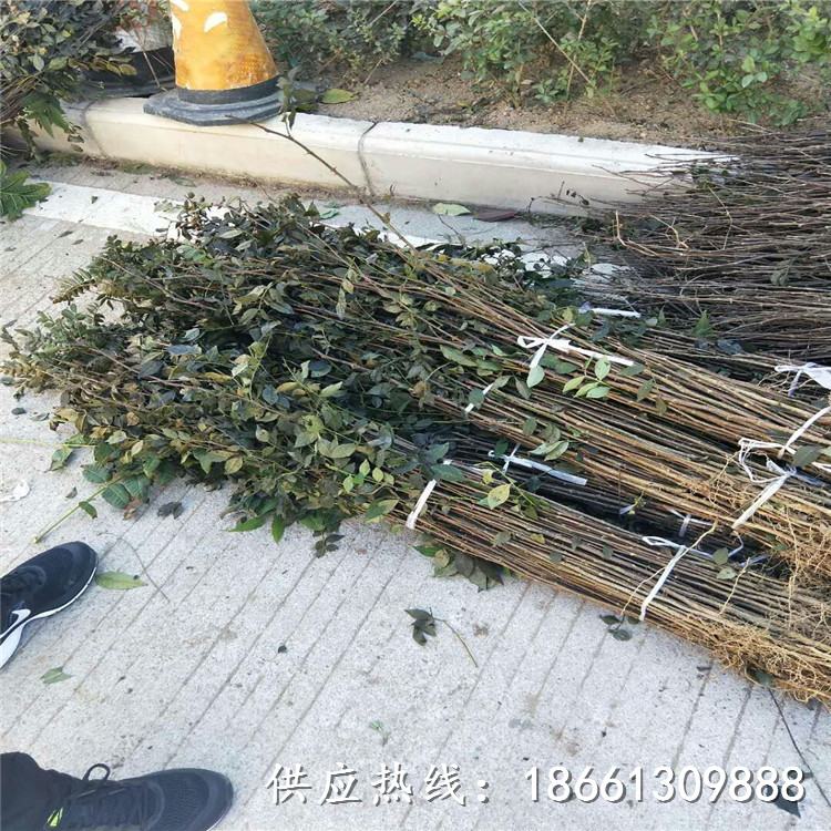 荆州市陕西花椒苗价格欢迎前来种植技术指导