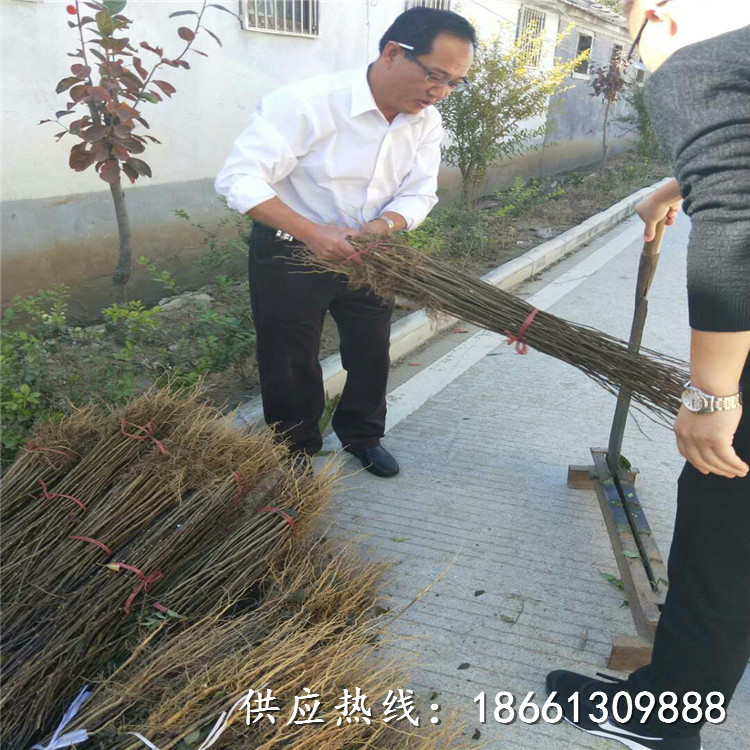 赤峰市陕西大红袍花椒苗基地100棵起售销售