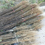 漳州市花椒苗种植方法几年结果种植技术指导图片2