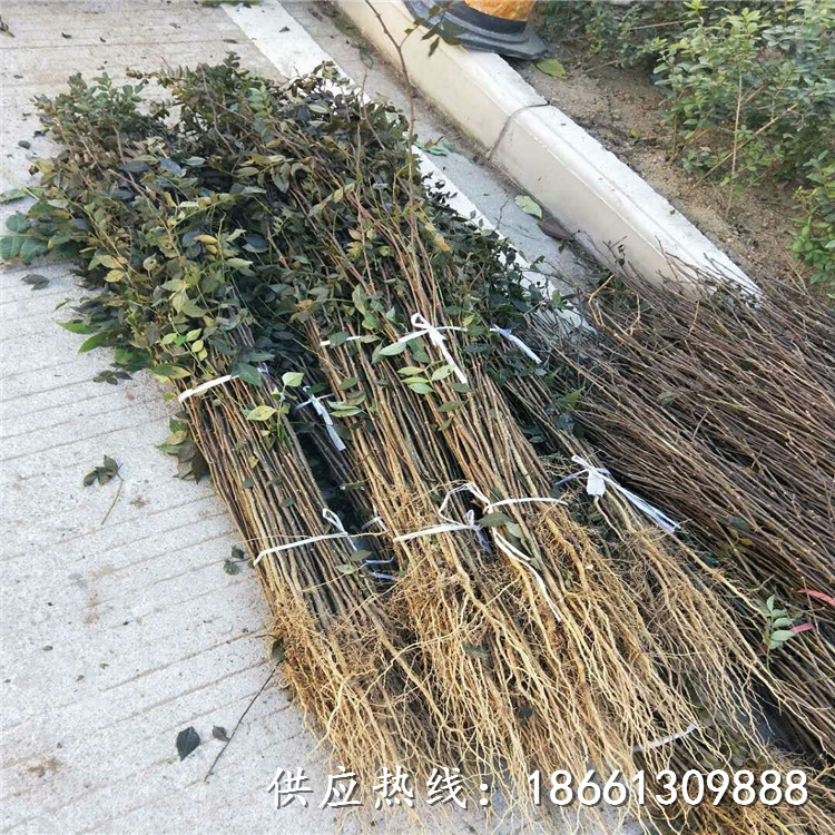 咸阳市花椒苗 保姆式扶持种植技术指导