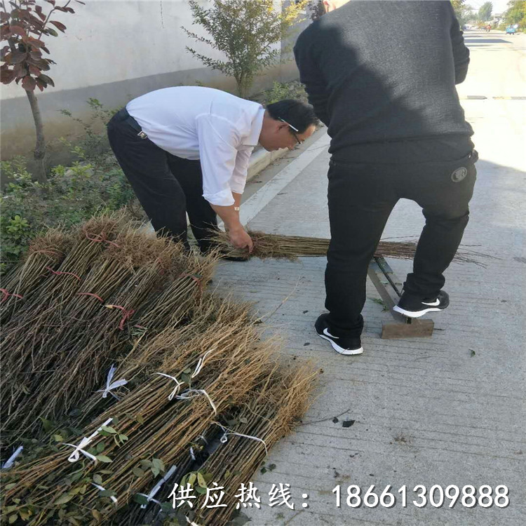 上海花椒苗采购投标文件种植厂家