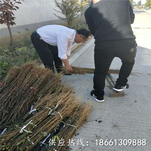 聊城市无刺花椒苗价格报价价格透明基地