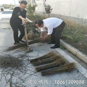 新乡市花椒苗购销合同100棵起售种植技术指导