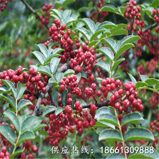 北京重庆花椒苗批发种植示范基地销售